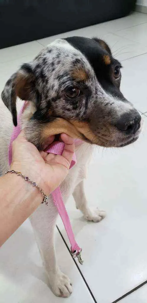 Cachorro ra a Sem raça definida idade 2 anos nome Jully