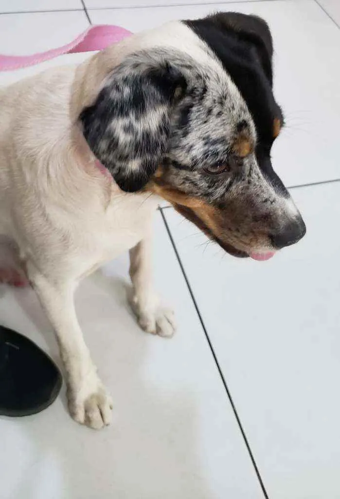 Cachorro ra a Sem raça definida idade 2 anos nome Jully