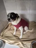Jully