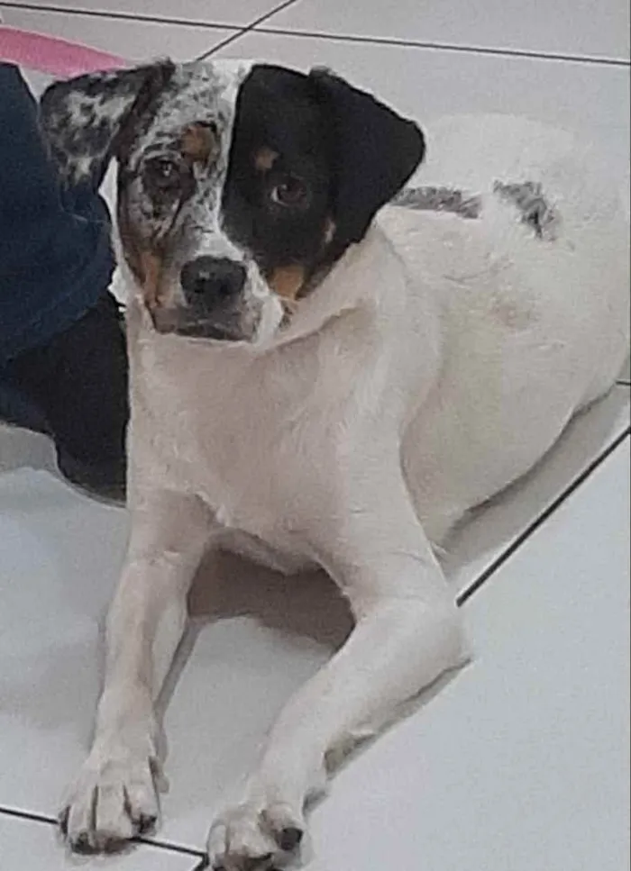 Cachorro ra a Sem raça definida idade 2 anos nome Jully