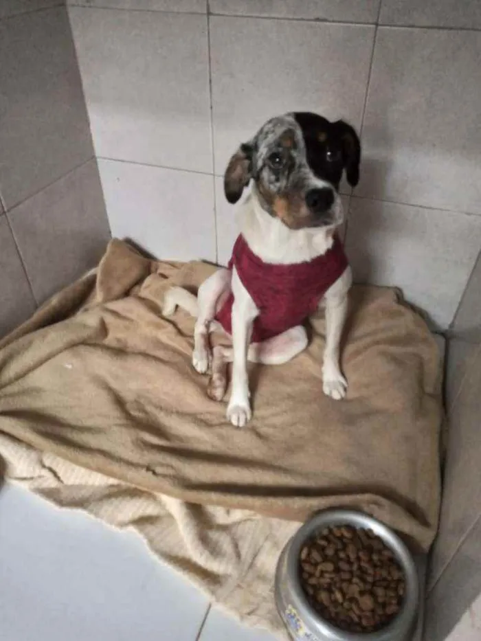 Cachorro ra a Sem raça definida idade 2 anos nome Jully