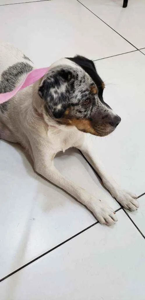 Cachorro ra a Sem raça definida idade 2 anos nome Jully