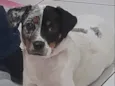 Jully