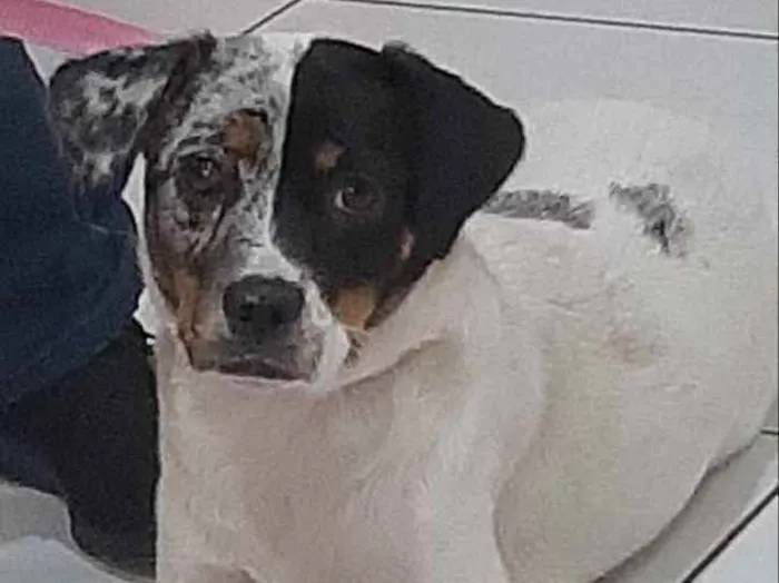 Cachorro ra a Sem raça definida idade 2 anos nome Jully