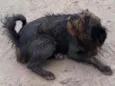 Bobi