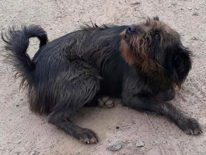 Cachorro ra a SRD mestiço idade 5 anos nome Bobi