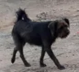 Bobi