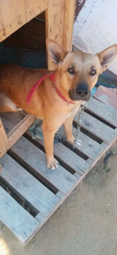 Cachorro raça Pastor Alemão/labrador idade 1 ano nome Nina