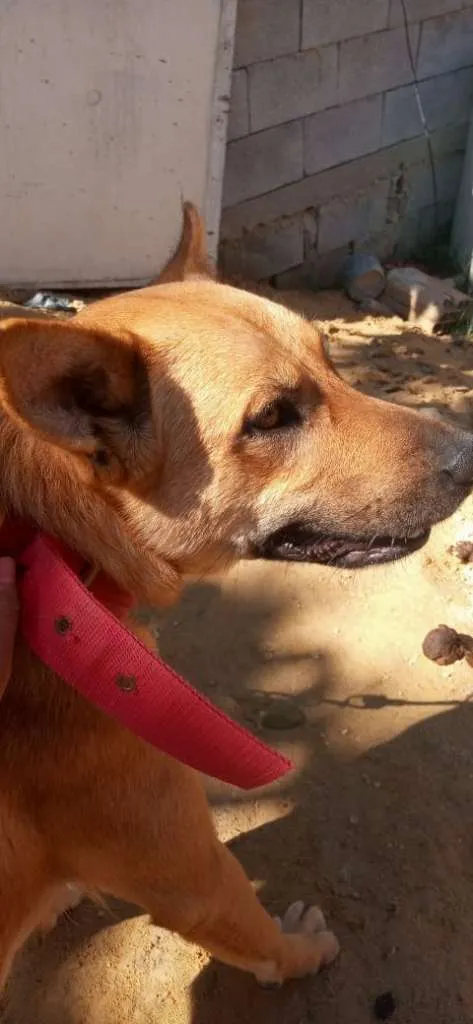 Cachorro raça Pastor Alemão/labrador idade 1 ano nome Nina