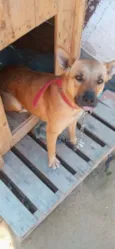 Nina