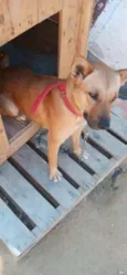 Nina