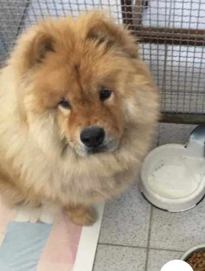 Cachorro ra a Chow chow chinês  idade 6 ou mais anos nome Thor