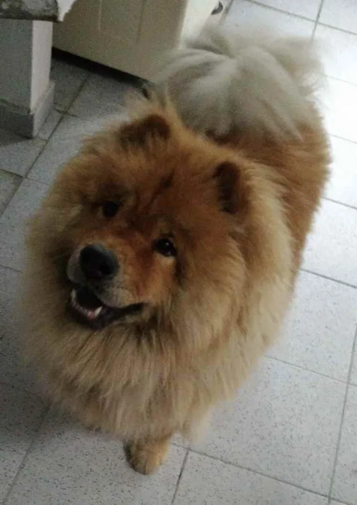 Cachorro ra a Chow chow chinês  idade 6 ou mais anos nome Thor