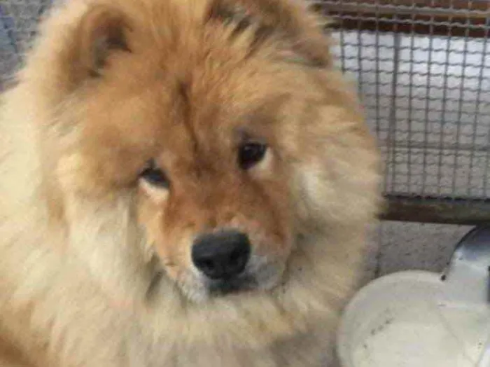 Cachorro ra a Chow chow chinês  idade 6 ou mais anos nome Thor