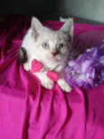 Lili