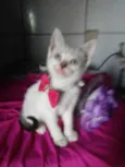 Lili