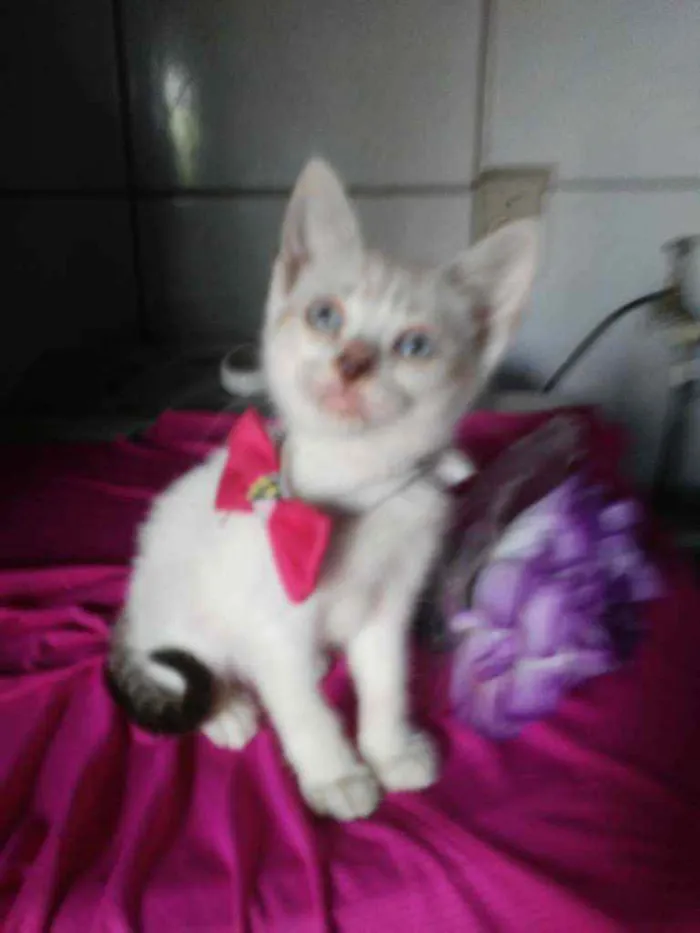 Gato ra a Comum idade 2 a 6 meses nome Lili