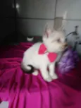 Lili