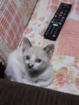 Fofinha
