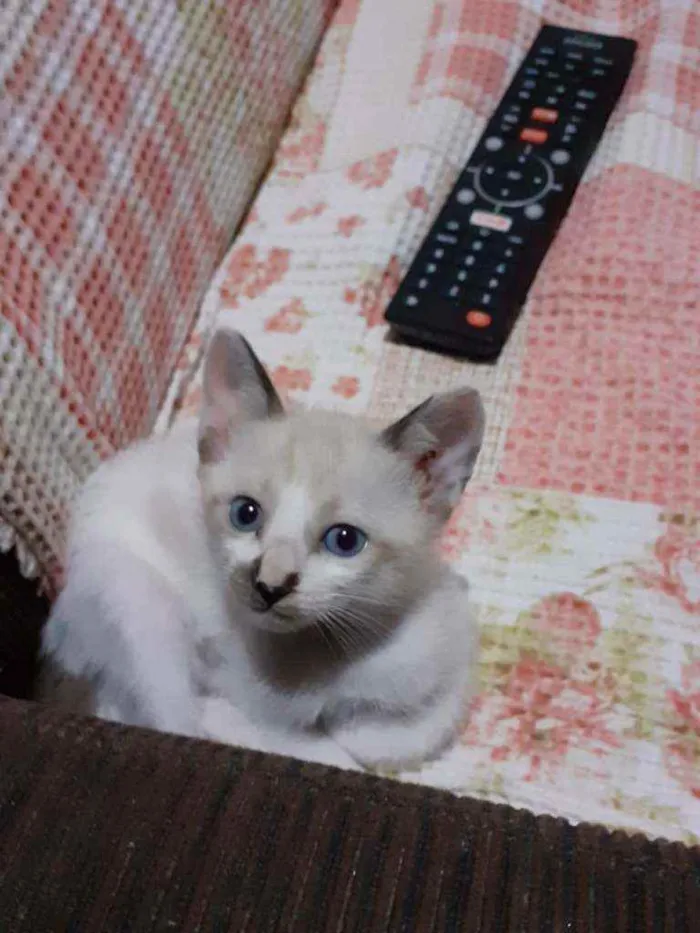 Gato ra a Comum idade 2 a 6 meses nome Fofinha