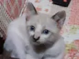 Fofinha