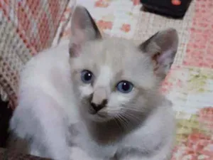 Gato raça Comum idade 2 a 6 meses nome Fofinha