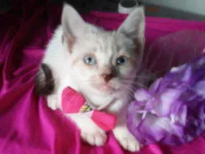 Gato raça Comum idade 2 a 6 meses nome Lili