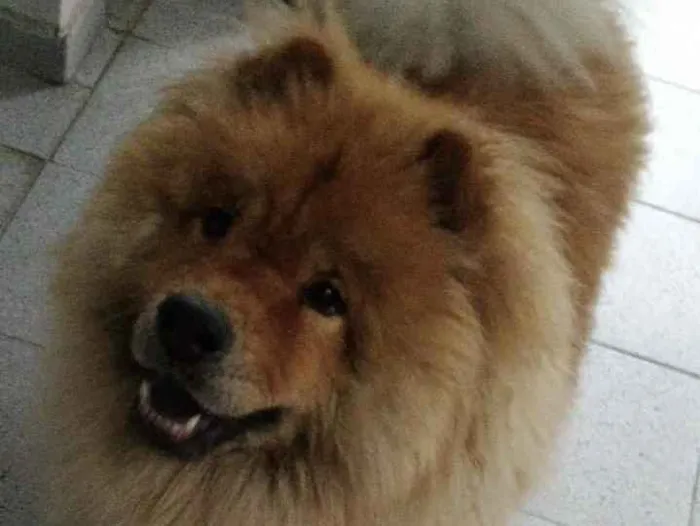 Cachorro ra a Chow chow chinês  idade 6 ou mais anos nome Thor