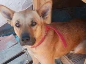 Cachorro raça Pastor Alemão/labrador idade 1 ano nome Nina
