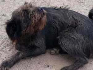 Cachorro raça SRD mestiço idade 5 anos nome Bobi