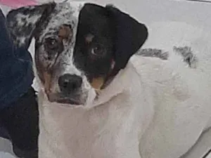 Cachorro raça Sem raça definida idade 2 anos nome Jully