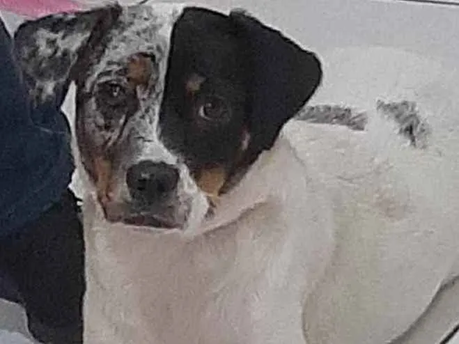 Cachorro ra a Sem raça definida idade 2 anos nome Jully