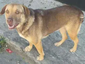 Cachorro raça Vira lata idade 3 anos nome Lola