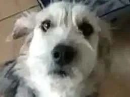 Cachorro raça  idade 1 ano nome Miguel 