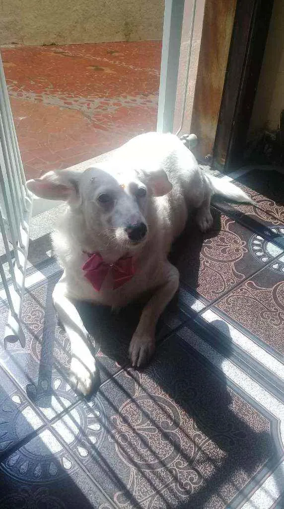 Cachorro ra a Srd idade 4 anos nome Branca