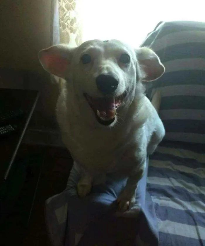 Cachorro ra a Srd idade 4 anos nome Branca