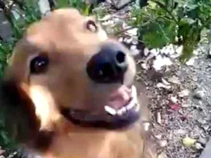 Cachorro raça SRD idade 2 anos nome Lord