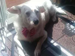 Cachorro raça Srd idade 4 anos nome Branca 
