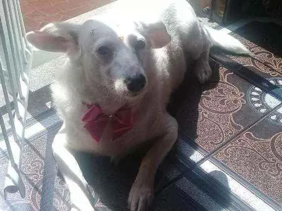 Cachorro ra a Srd idade 4 anos nome Branca