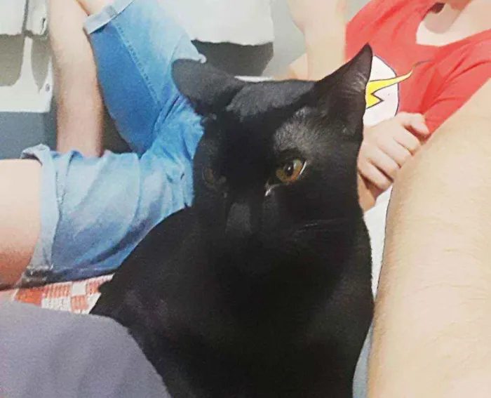 Gato ra a SRD idade 7 a 11 meses nome ANAKIN 