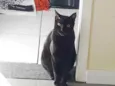ANAKIN 