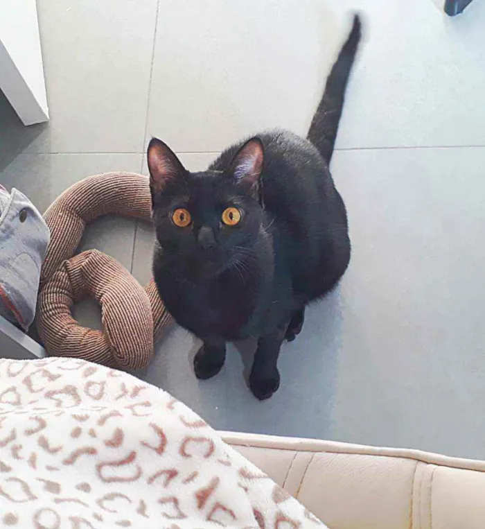Gato ra a SRD idade 7 a 11 meses nome ANAKIN 