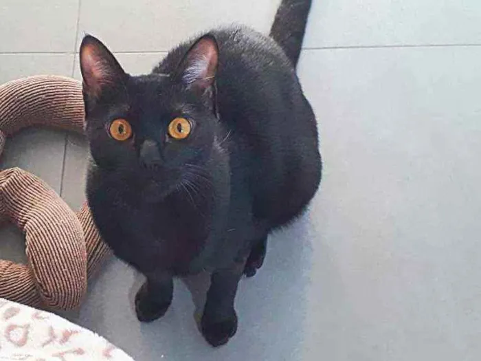 Gato ra a SRD idade 7 a 11 meses nome ANAKIN 