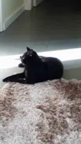ANAKIN 