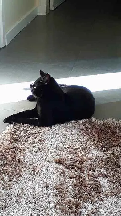 Gato ra a SRD idade 7 a 11 meses nome ANAKIN 