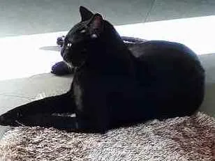 Gato ra a SRD idade 7 a 11 meses nome ANAKIN 