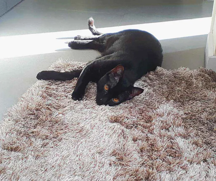 Gato ra a SRD idade 7 a 11 meses nome ANAKIN 