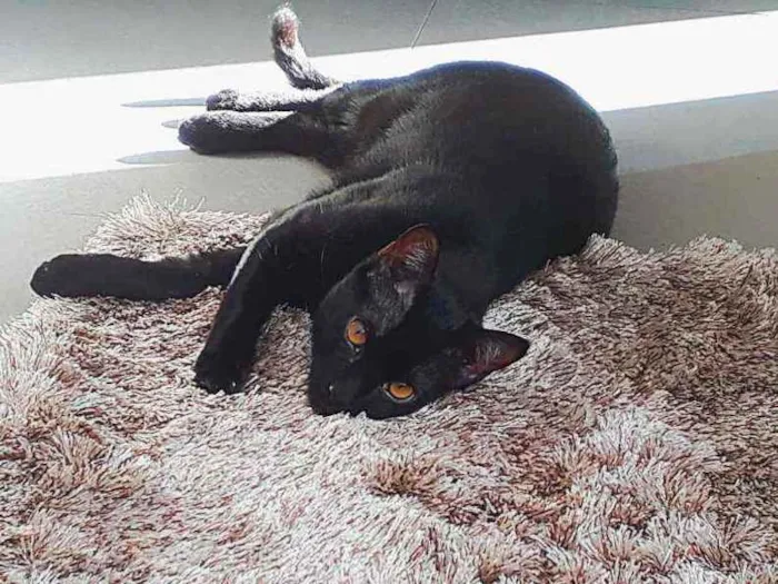 Gato ra a SRD idade 7 a 11 meses nome ANAKIN 