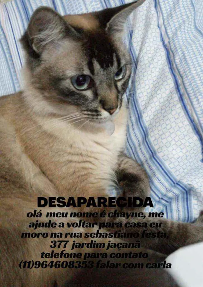 Gato ra a Sialata idade 4 anos nome Chayne