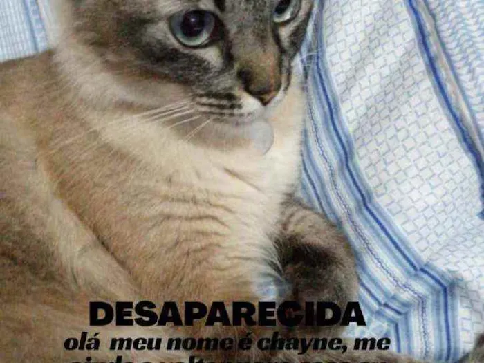 Gato ra a Sialata idade 4 anos nome Chayne